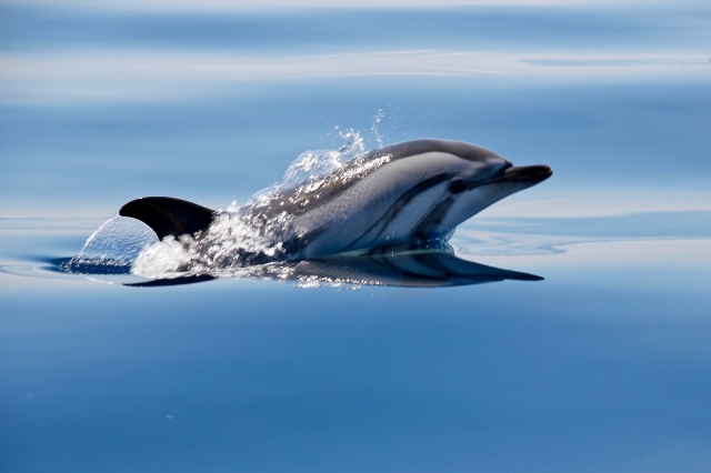Stripped dolphin (Stenella coeruleoalba)     <span class= txtCopyrightLegendePhoto > photo © Cédric BRUN</span>